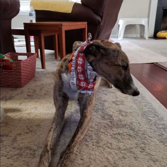 PET BANDANA - Picture 9 of 9